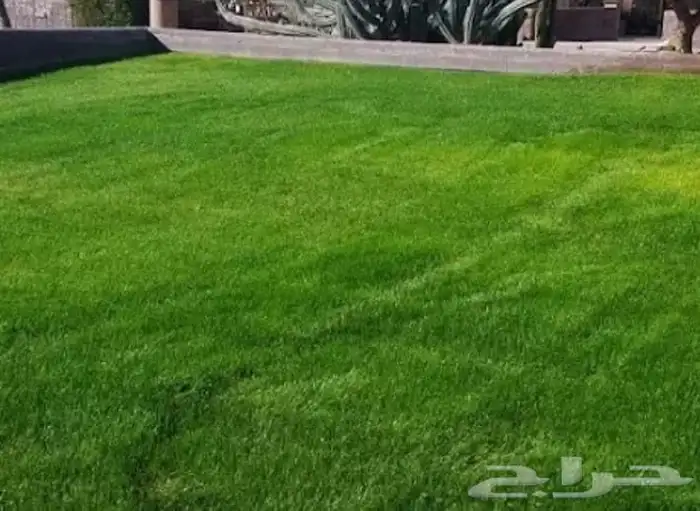 تنسيق حدائق القصيم ثيل طبيعي وصناعي 5