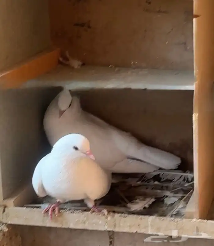 بيع حمام صنعاني أصل أبيض صك 0