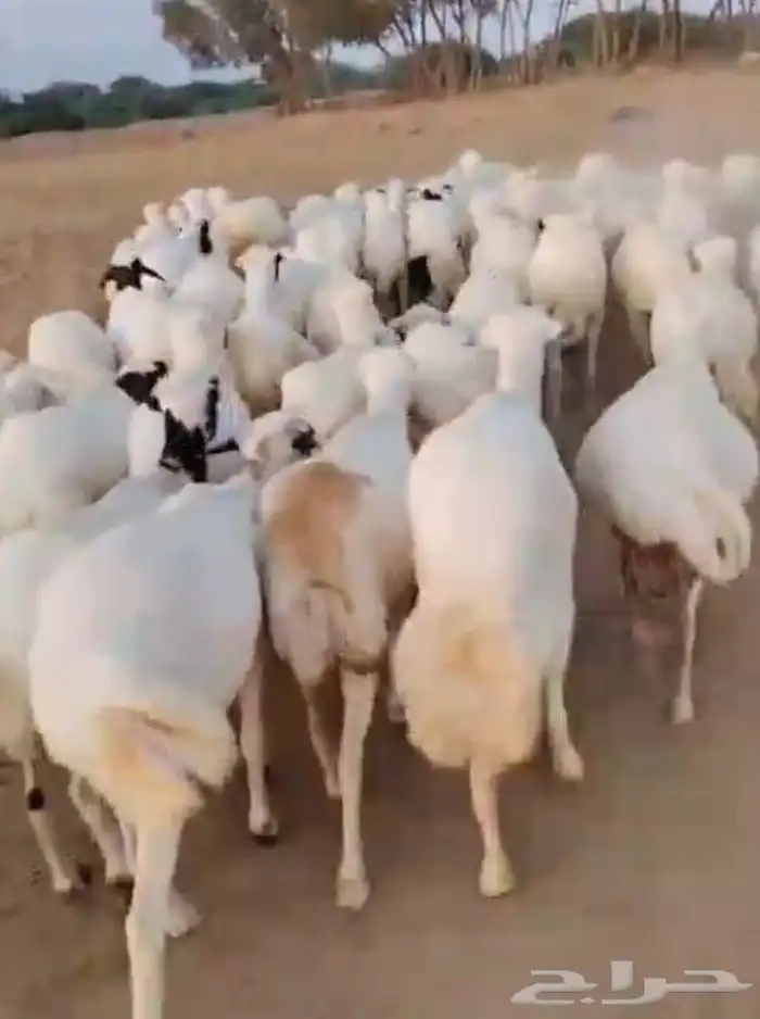 ضان رفيديات دفيع بلدي العدد 70 راس 0