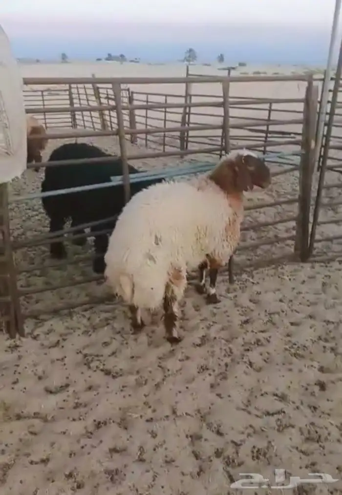 رخل نعيمي فل الفل مغلقه أن شاء الله الموقع حول تشاليح الجبيل 0