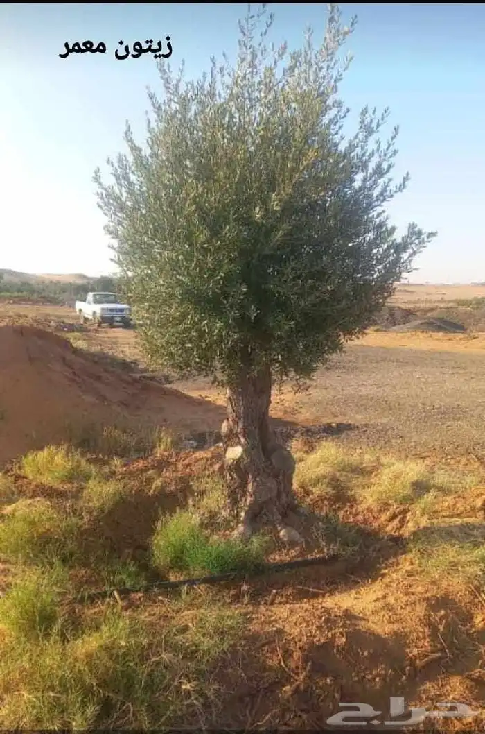 يوجد لدينا اشجار الزيتون وترمنليا وشجار ضل كبيره 2