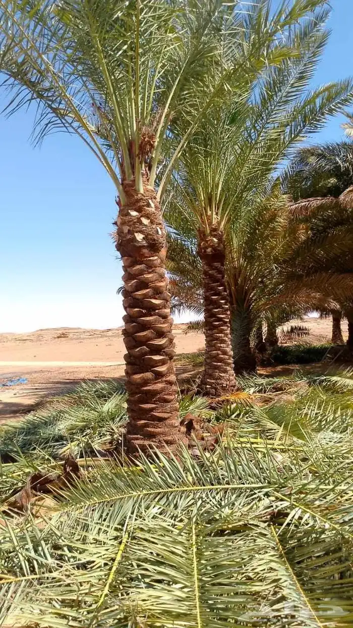 الييع شجار زيتون ونخل 5