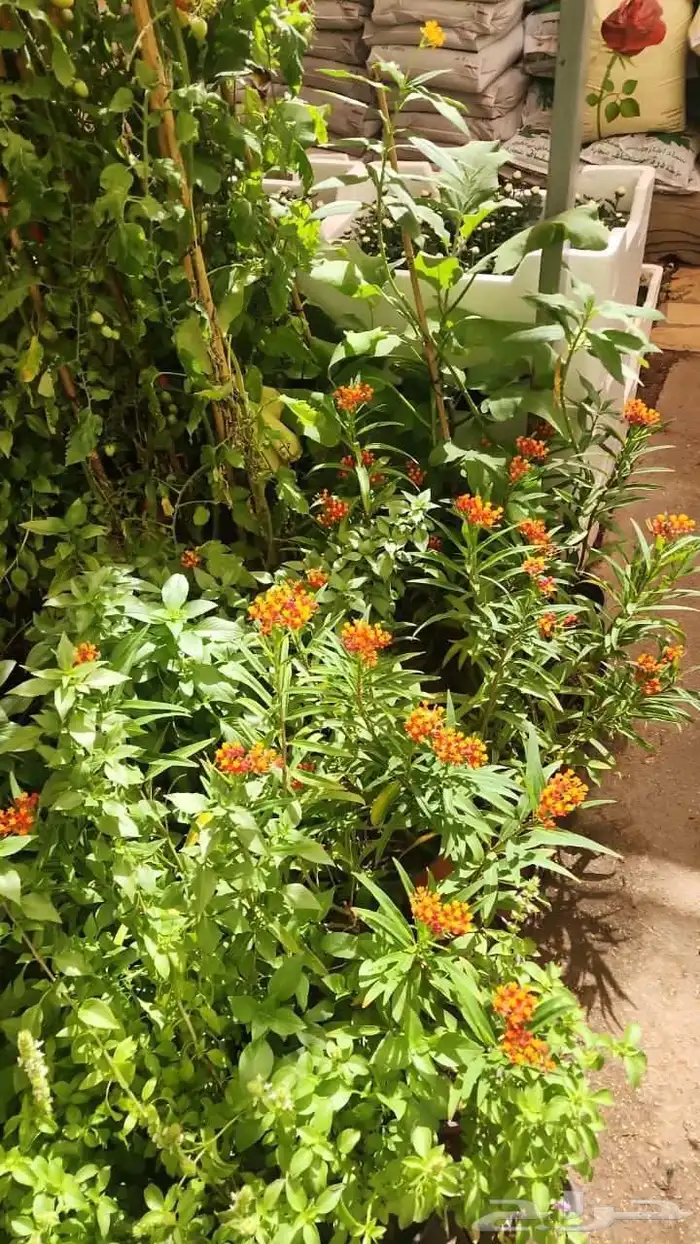 تنسيق حدائق منزليه وصيانتها وبيع الشتلات 6