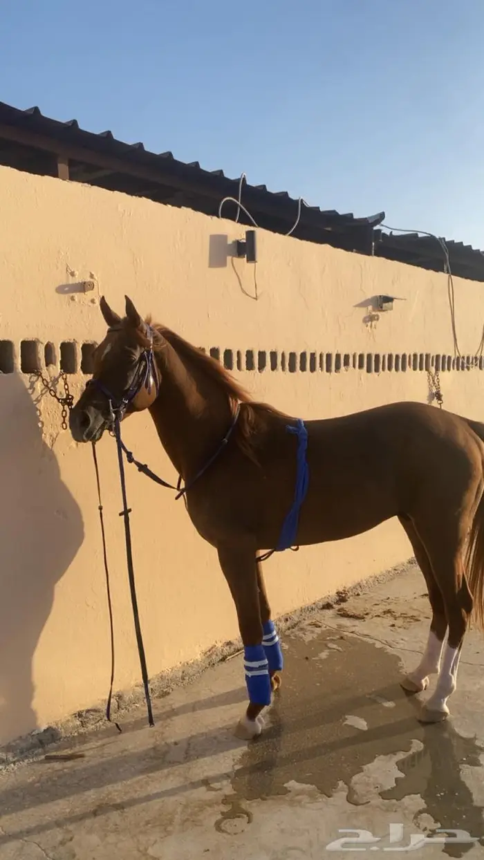 خيل 0