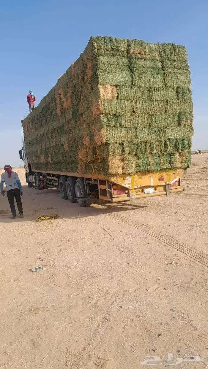 برسيم صافي شد كلاس 2