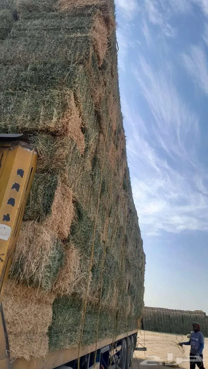 برسيم صافي شد كلاس 5