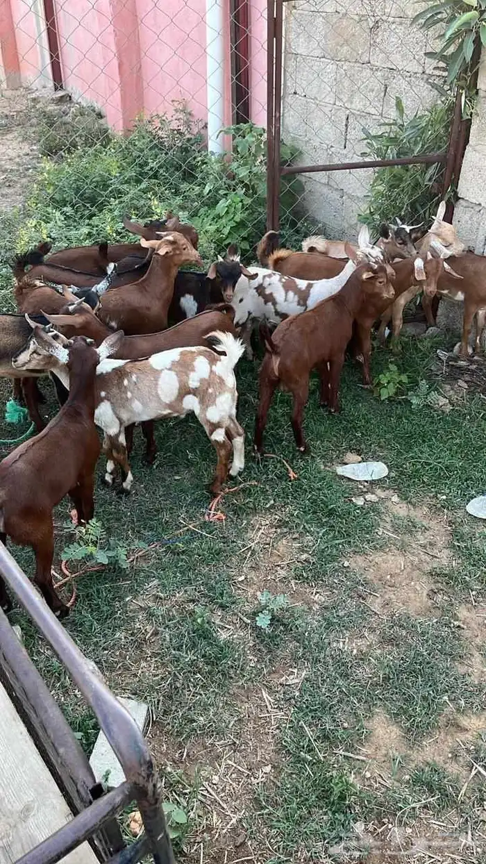 تيوس دهم كله ذكور(تم البيع) 1