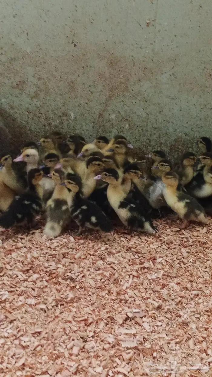 صوص بط بلدي للبيع 0
