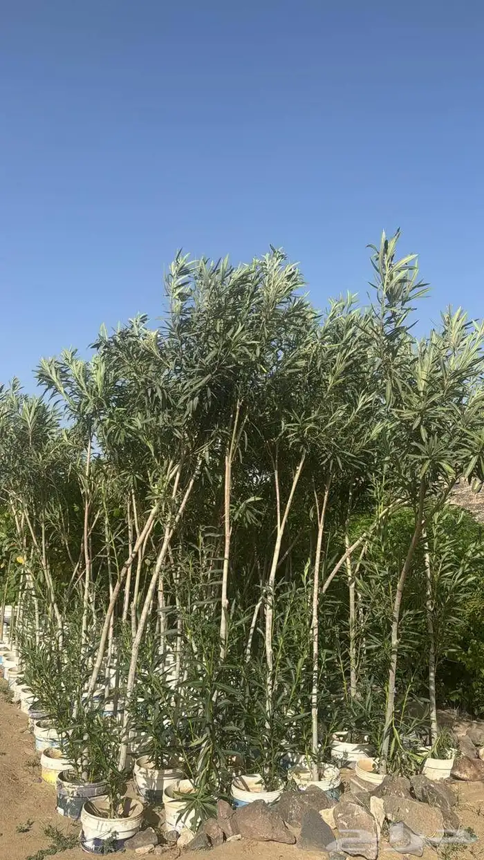 مشتل الجموم الجميع انواع اشجار 0