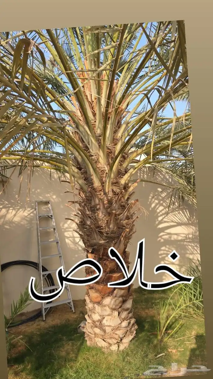 يوجد لدينا نخيل عربي ووشنطني أمريكي جميع المقسات 5