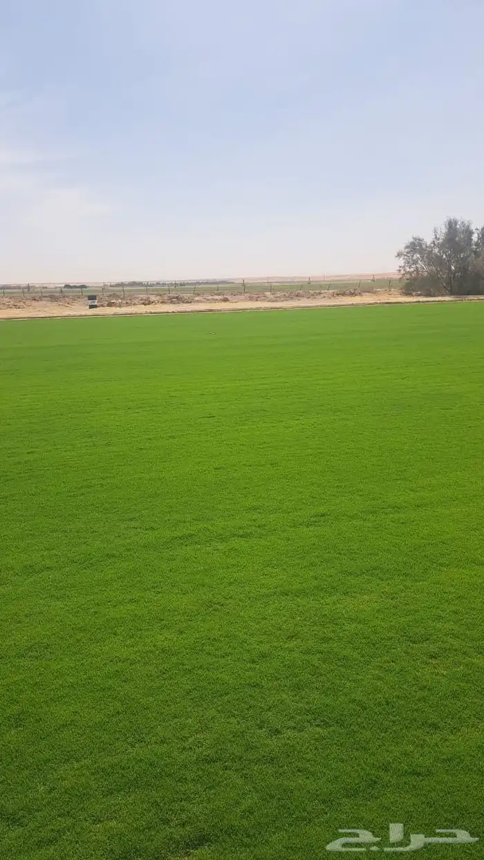 منسق حدائق القصيم 5