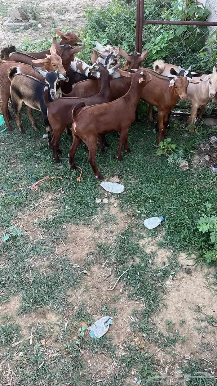 تيوس دهم كله ذكور(تم البيع) 3