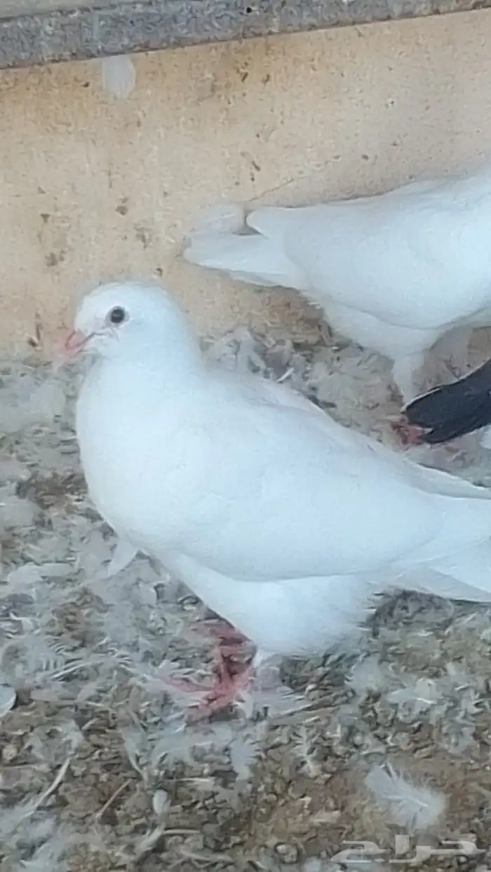 زغاليل فرنسي مذبوح 0