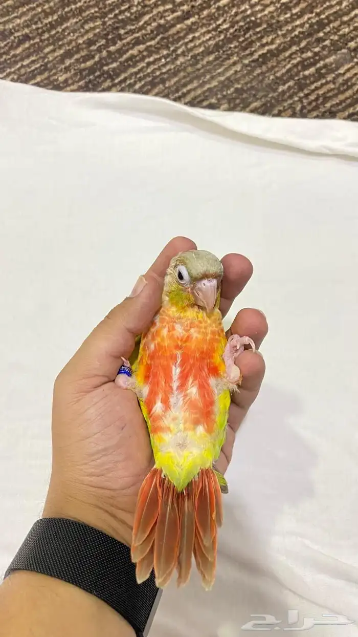 جوز كنيور منتج 5