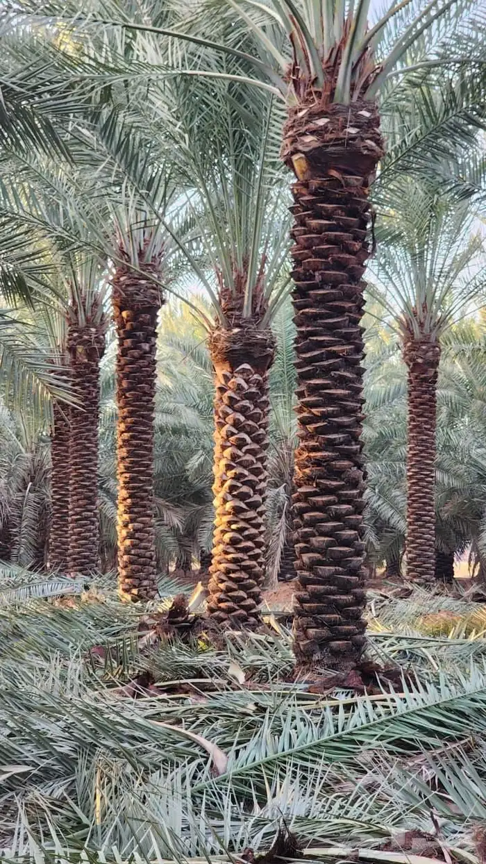 نخل عربي نخل مثمر 4