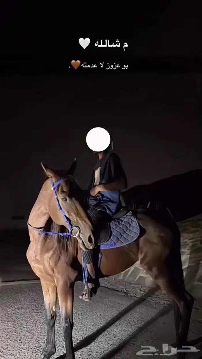 فرس انجليزيه 1