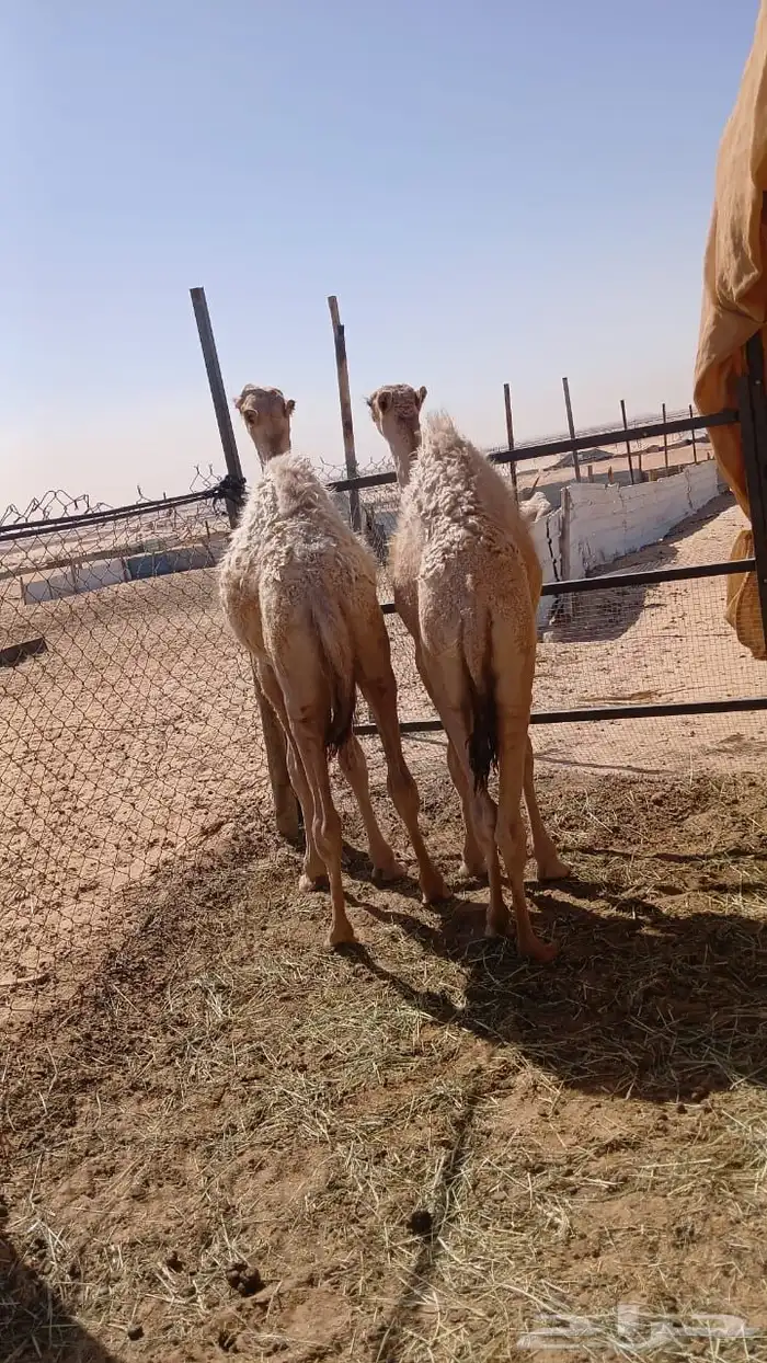 قعودين طايشه 0