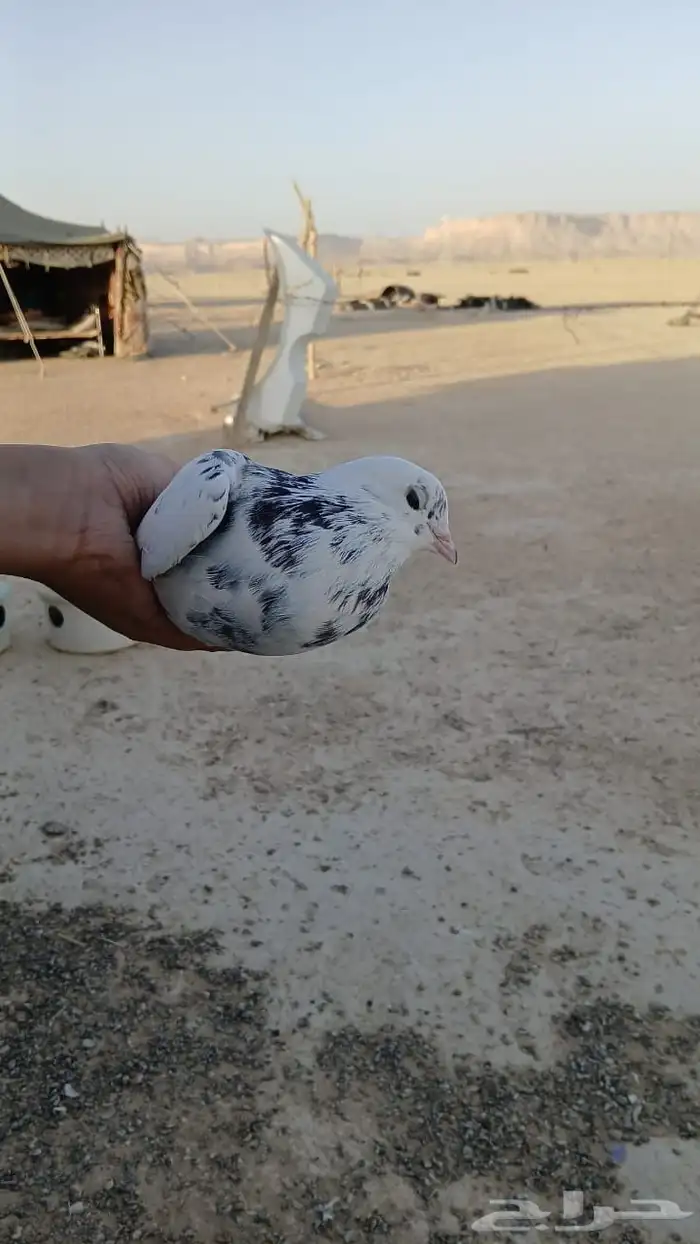 حمام باكستاني وقطيفي 9