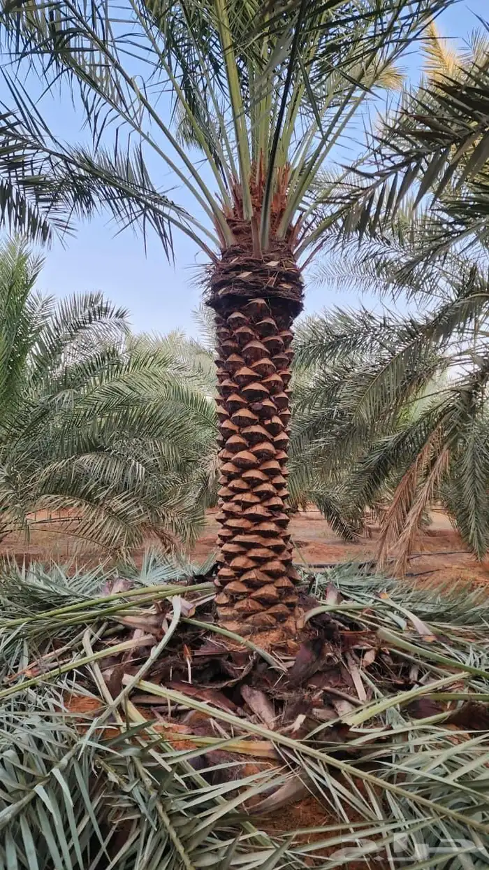 نخل عربي نخل مثمر 2