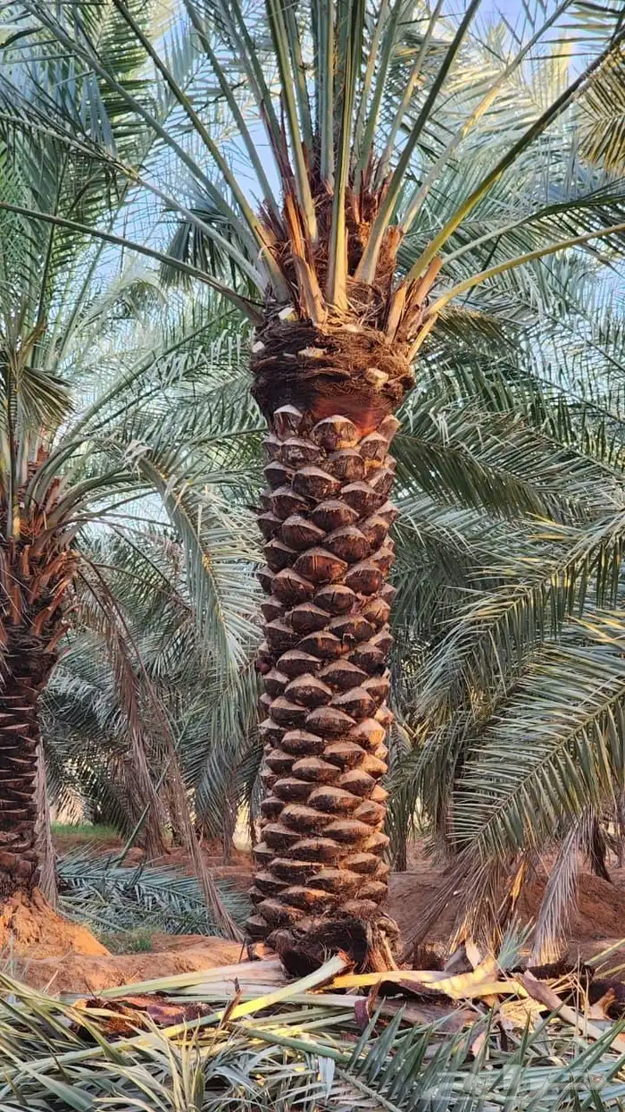 نخل عربي نخل مثمر 3