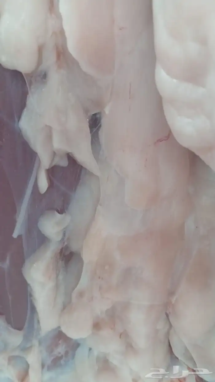 حشو فواخر و حريات كلها من مهد الذهب والسويرقيه 1