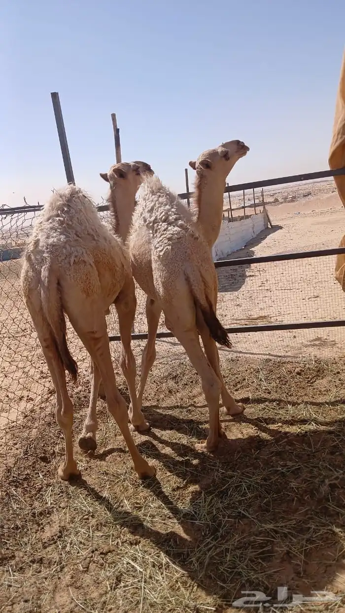 قعودين طايشه 2