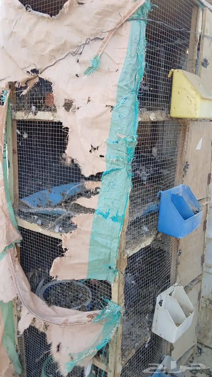 حمام باكستاني وقطيفي 13