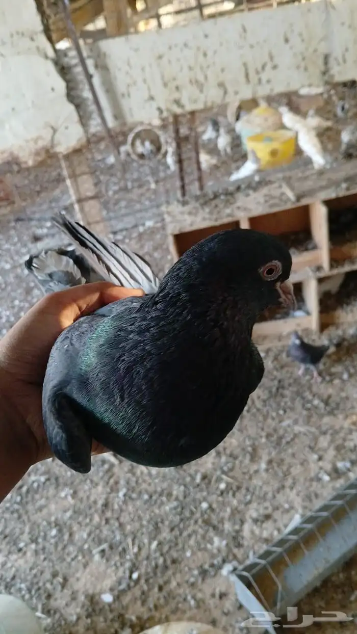 حمام باكستاني وقطيفي 4