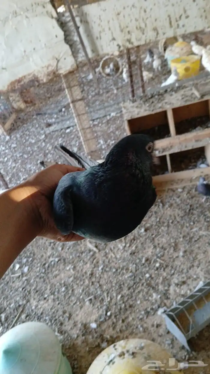 حمام باكستاني وقطيفي 5