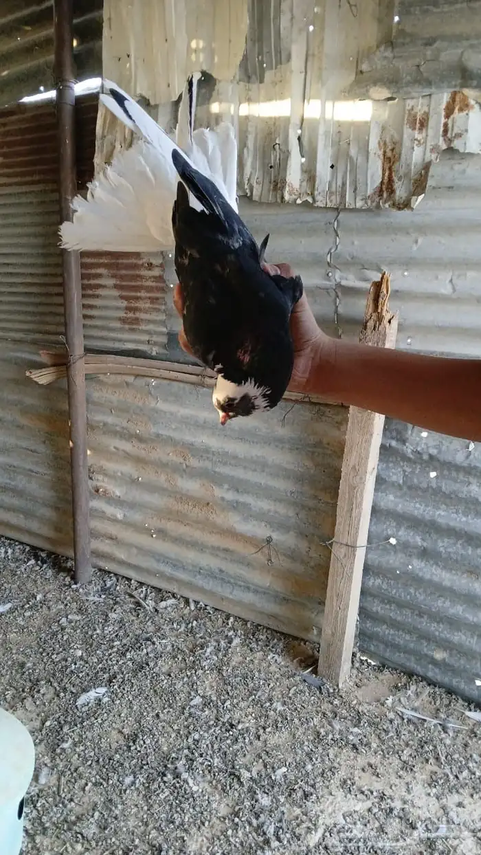 حمام باكستاني وقطيفي 7