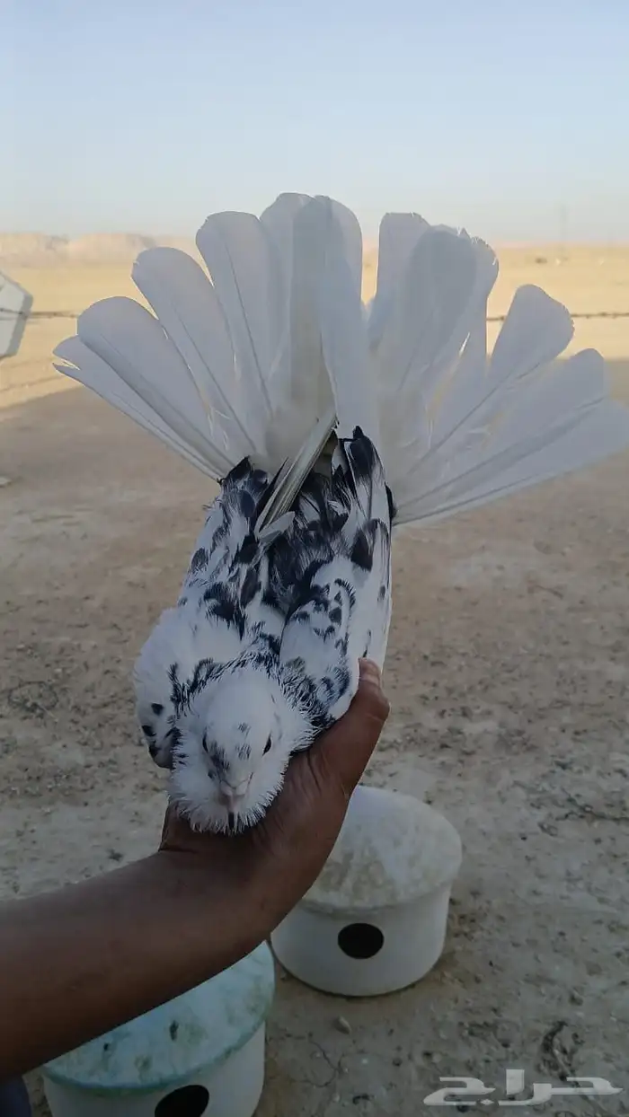 حمام باكستاني وقطيفي 1