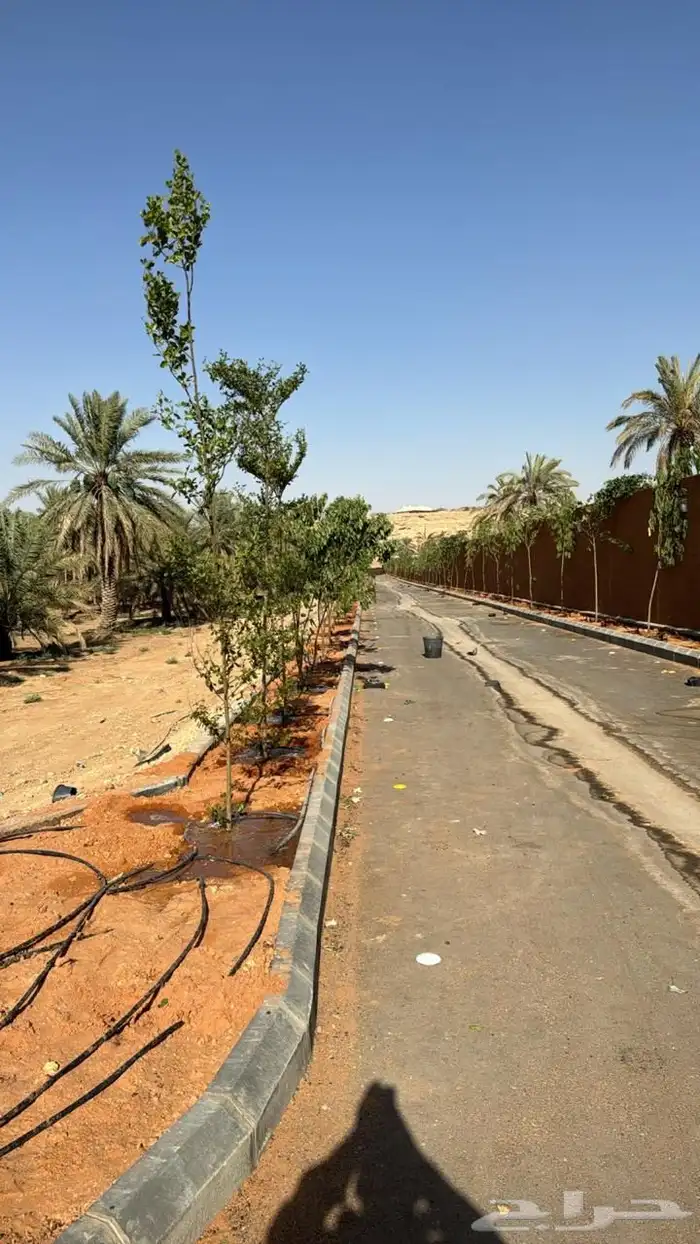 مقاول شبوك وزراعه نخيل 6