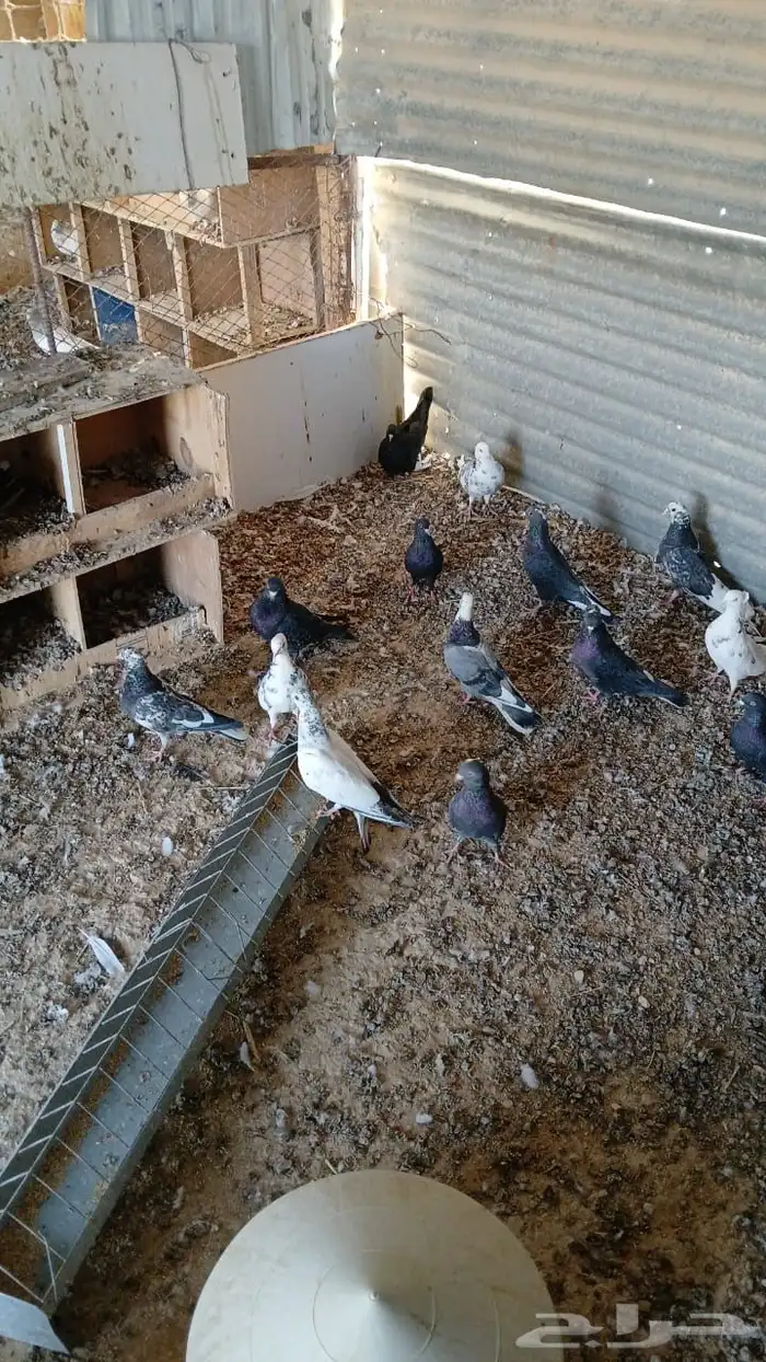 حمام باكستاني وقطيفي 3