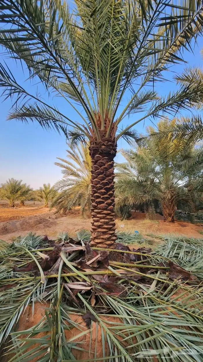 نخل عربي نخل مثمر 1