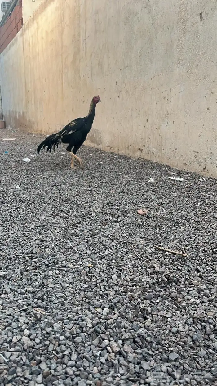 ديك باكستاني 2