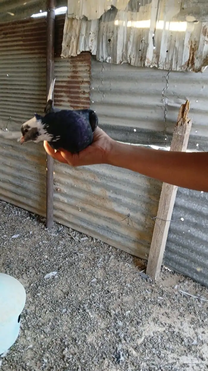 حمام باكستاني وقطيفي 11