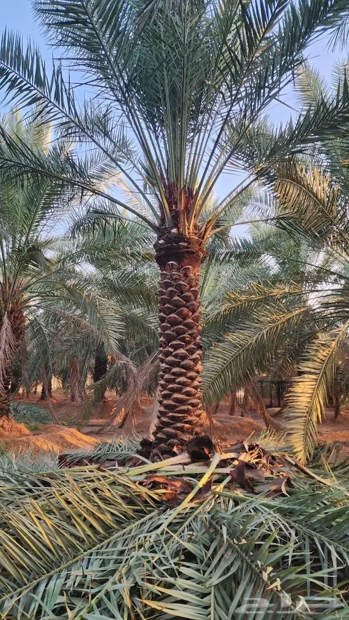 نخل عربي نخل مثمر 5