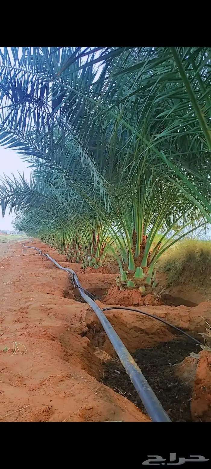 نخل وجثايث القصيم نخل طيب سعرنا مناسب جميع المقاسات موجوده 2