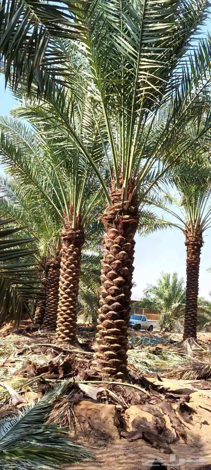 نخل للبيع جميع لانواع 6