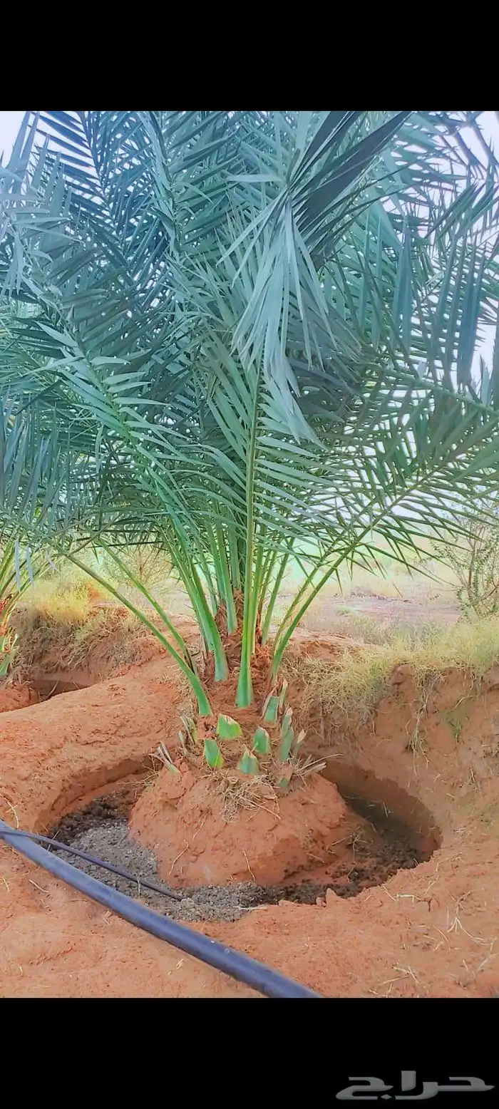 نخل وجثايث القصيم نخل طيب سعرنا مناسب جميع المقاسات موجوده 4