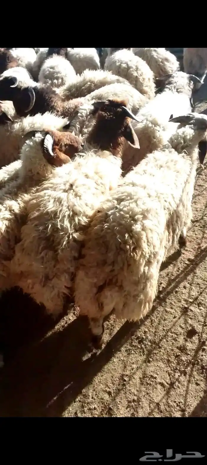 انا في حفر الباطن اقدر اشتريك واشوفلك حلال طيبه وسعر مناسب 3