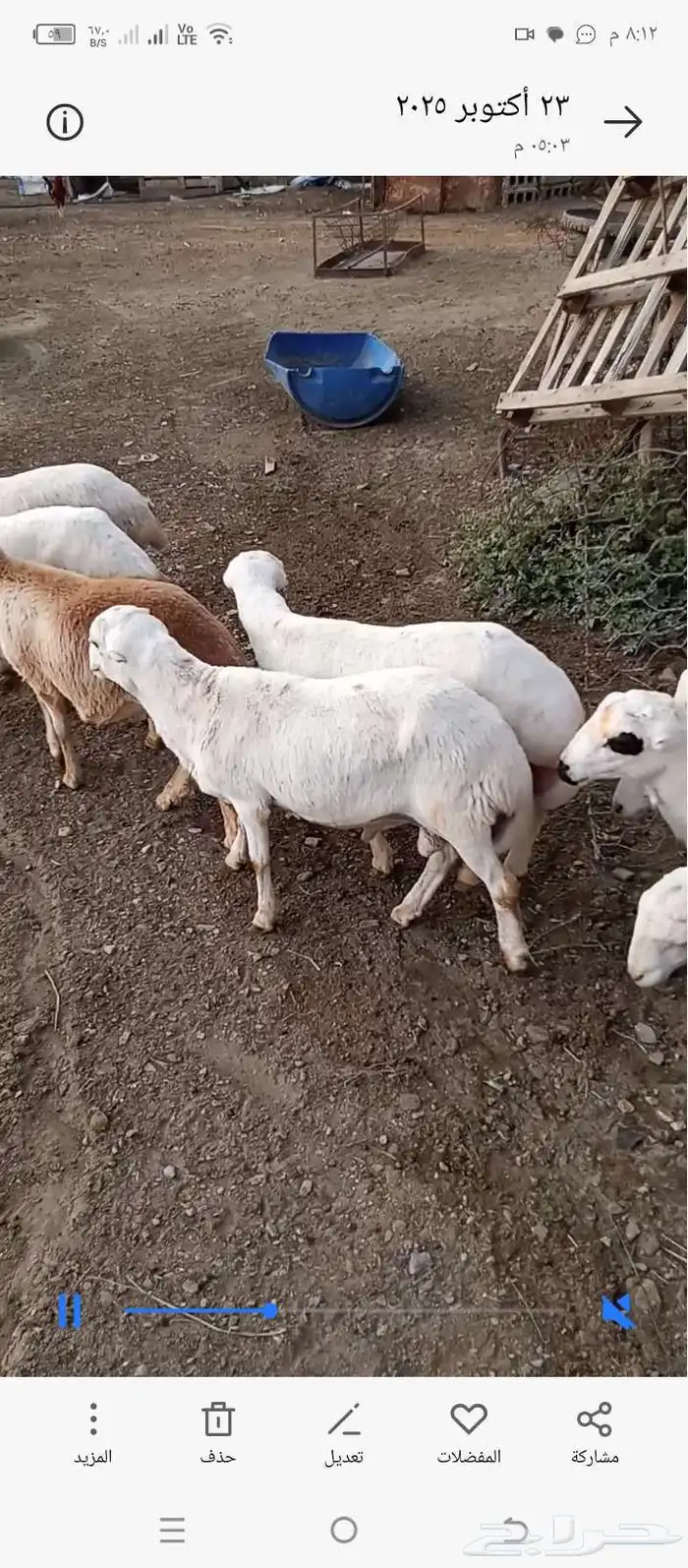 لبيع كباش فل شحم الموقع العيدابي جوال ابومشهور 0