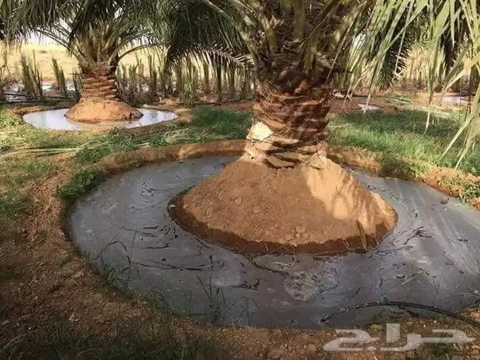 يوجد نخيل للبيع عربي واشنطن 6