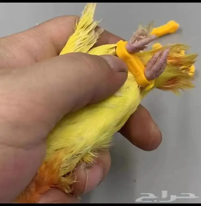 بياضات ومستلزمات ببغاء وطيور مغردة 12