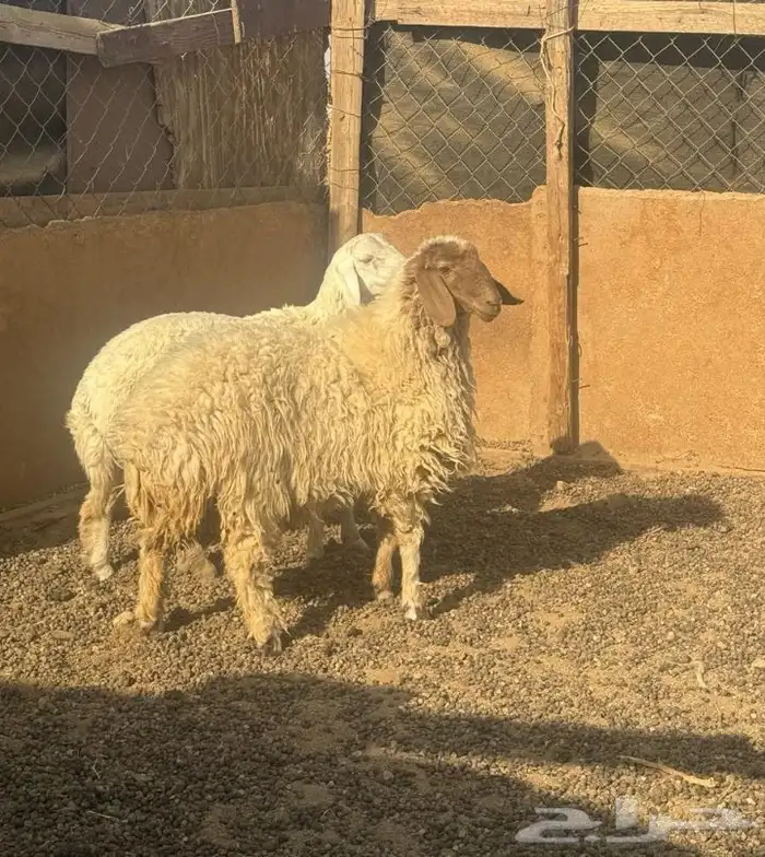 رخله شحم فل 0