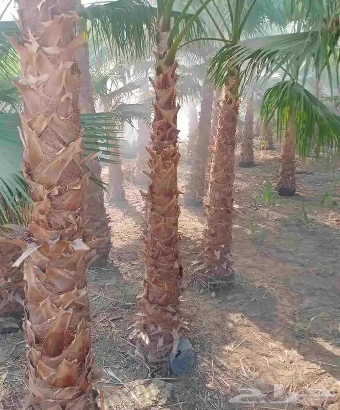 نخيل.للبيع.وشنطنياء 7