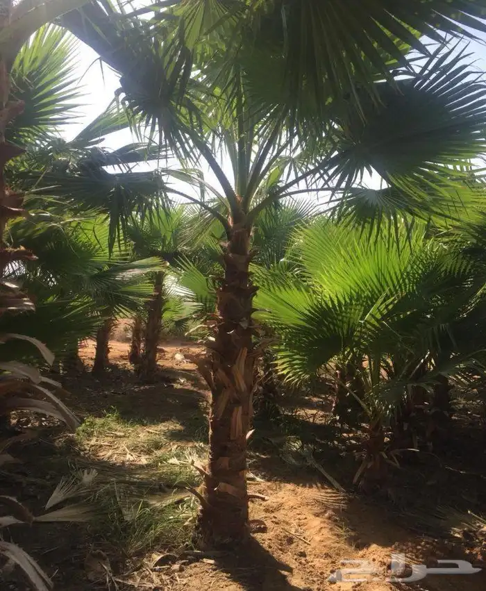 نخيل.للبيع.وشنطنياء 3