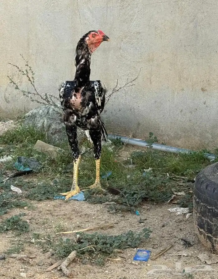 ديك باكستاني من امفن 2
