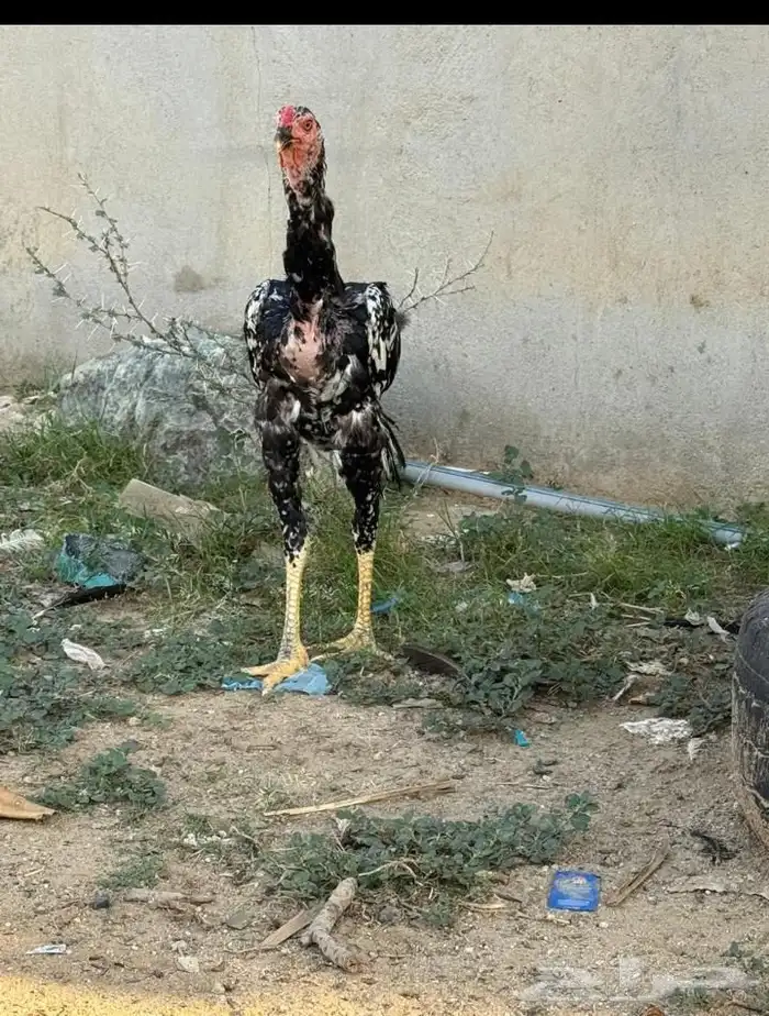 ديك باكستاني من امفن 0