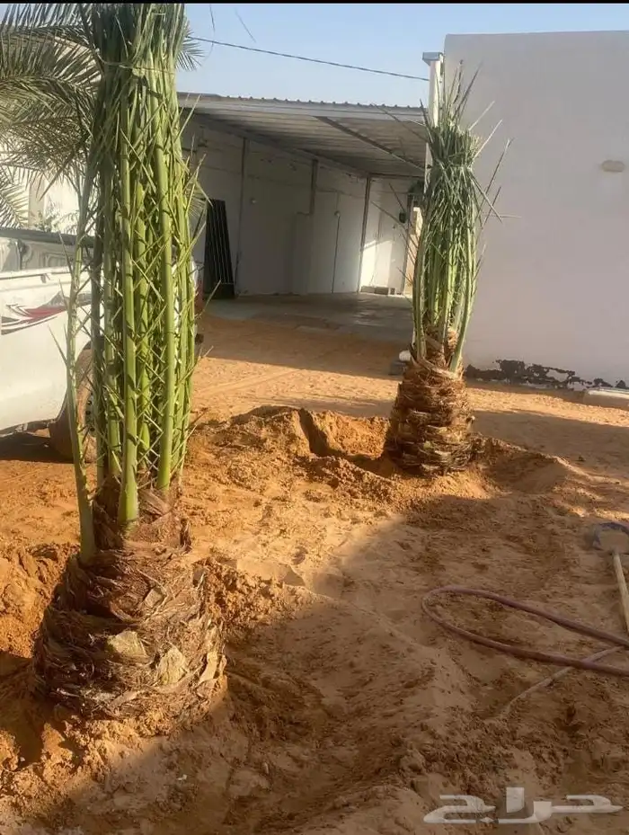 يوجد لادينا نخل عربي جميع انواع 0